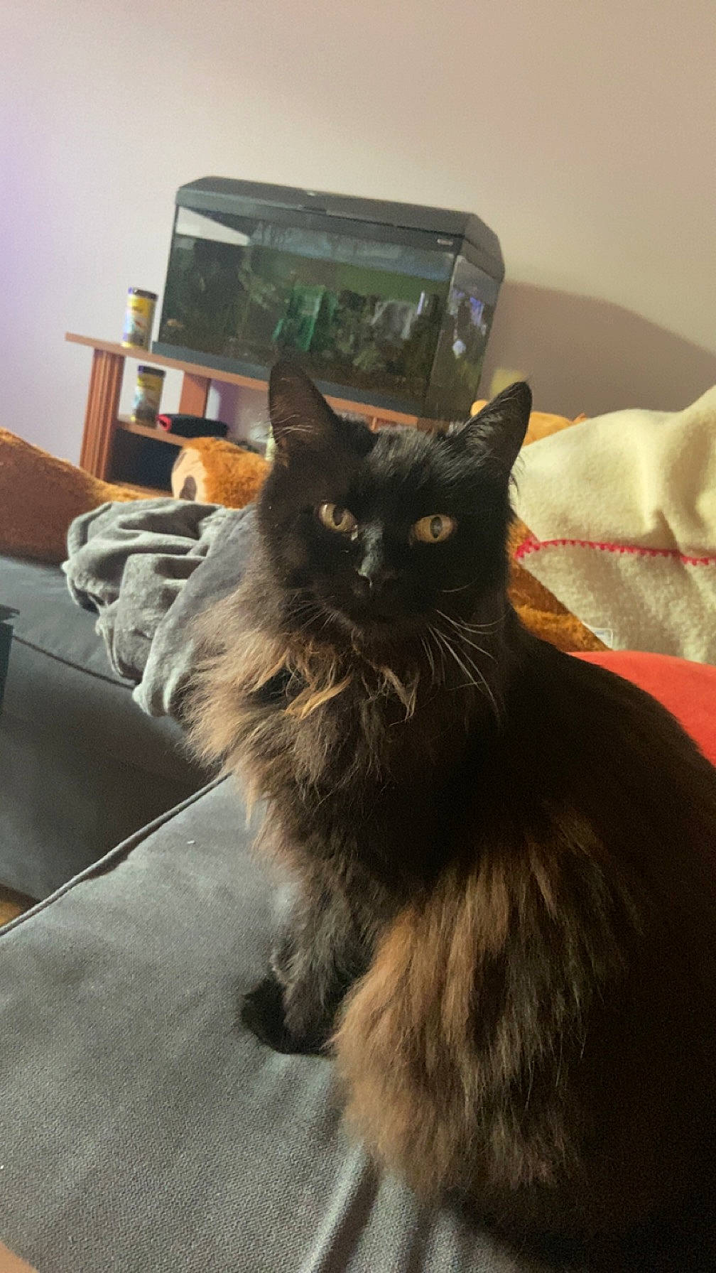 Tokyo a rejoint le concours — aidez-le/la à gagner de superbes lots ! black_cat, box, carnivore, cat, claw, comfort, domestic_short_haired_cat, drawer, felidae, fur, grey, paw, room, small_to_medium_sized_cats, tail, terrestrial_animal, whiskers, window