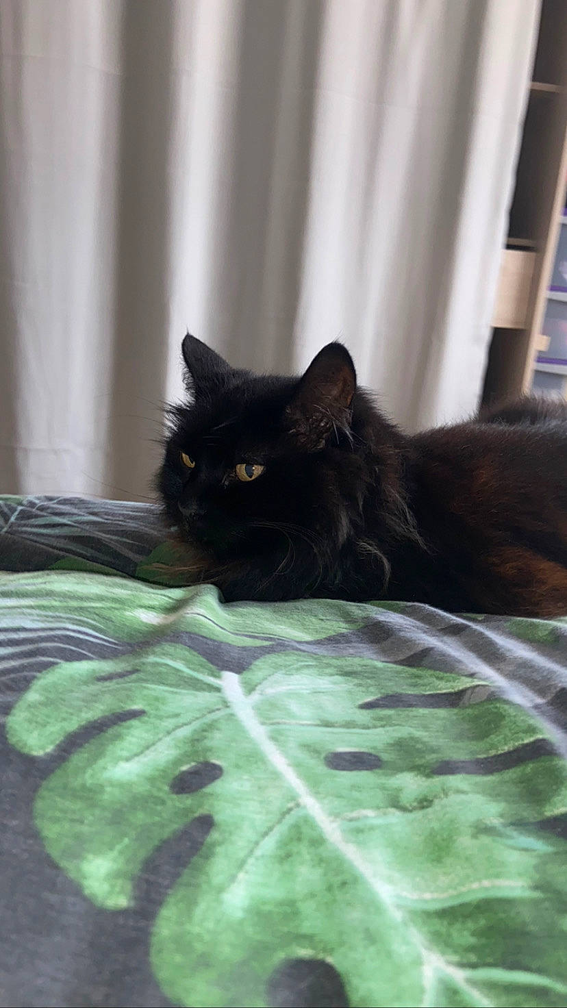 Tokyo a rejoint le concours — aidez-le/la à gagner de superbes lots ! bed, bed_sheet, bedding, black_cat, bombay, carnivore, cat, comfort, curtain, domestic_short_haired_cat, felidae, fur, grey, linens, room, small_to_medium_sized_cats, snout, tail, terrestrial_animal, whiskers