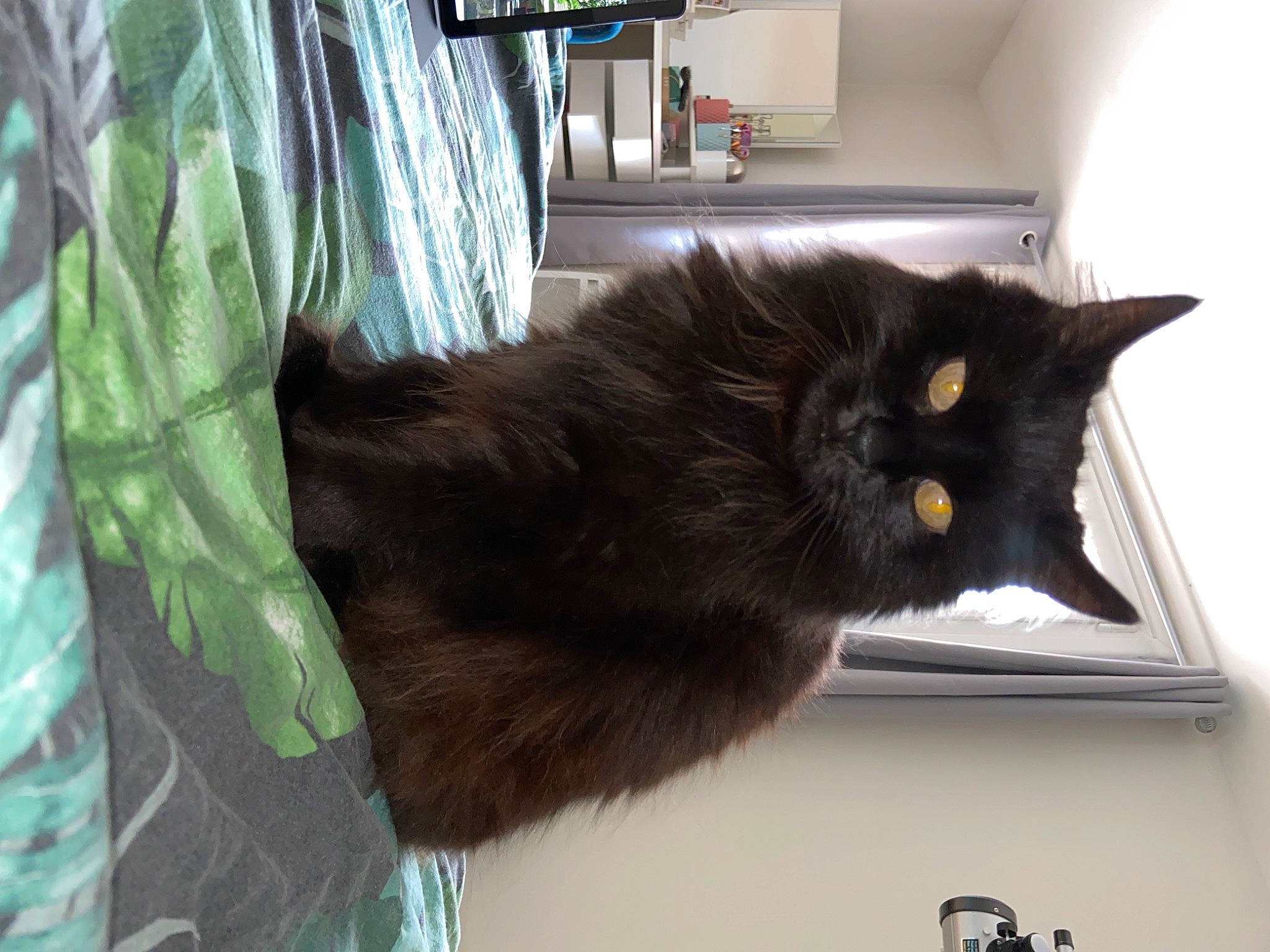 Tokyo participe au concours pour gagner de l'argent avec cette photo : black_cat, bombay, carnivore, cat, claw, domestic_short_haired_cat, felidae, fur, room, sleeve, small_to_medium_sized_cats, tail, terrestrial_animal, whiskers, window