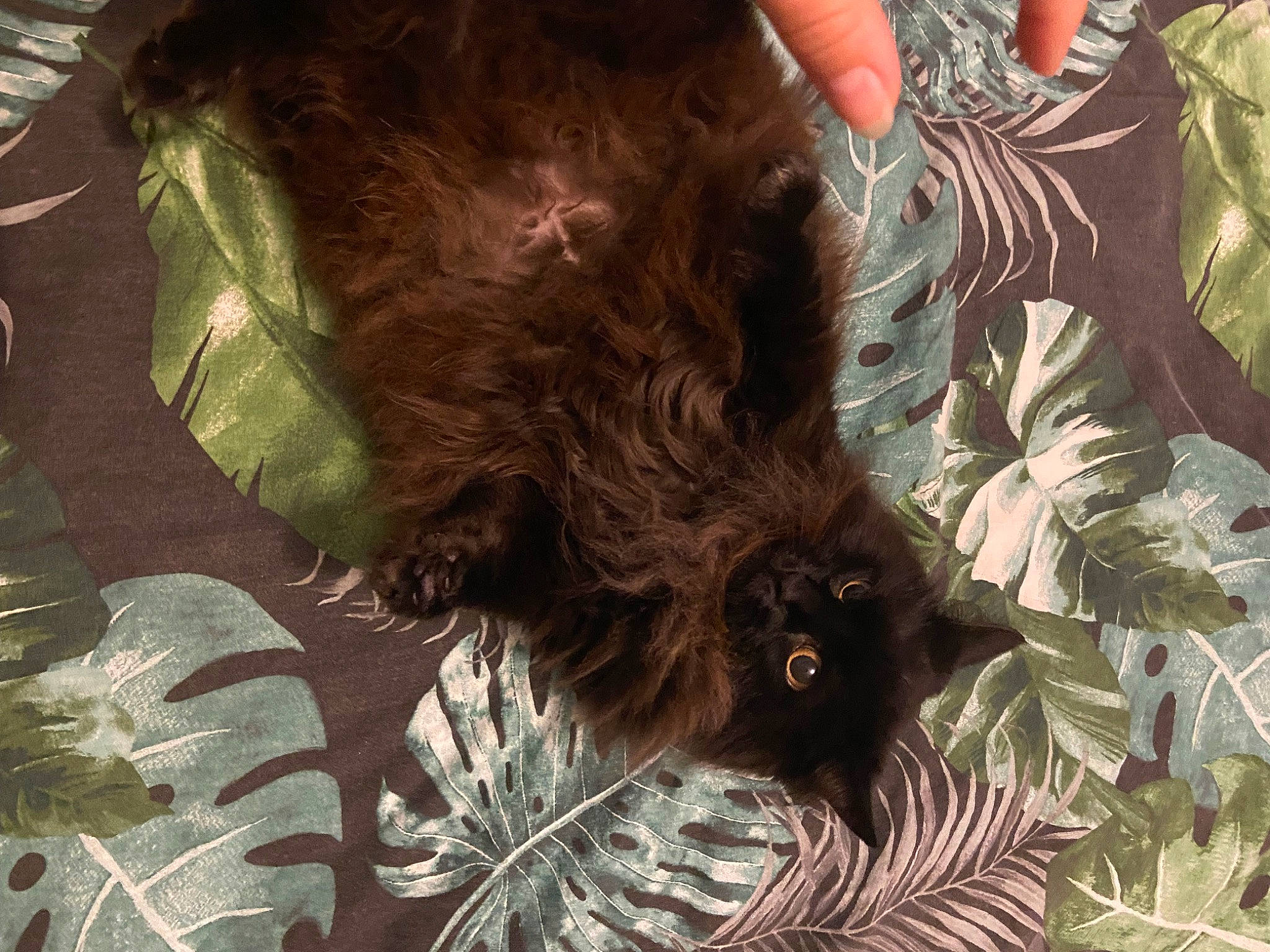 Tokyo participe au concours pour gagner de l'argent avec cette photo : canidae, carnivore, cat, claw, dog_breed, fawn, felidae, fur, liver, natural_material, organism, pattern, small_to_medium_sized_cats, tail, terrestrial_animal, terrestrial_plant, trunk, whiskers, wildlife, wood