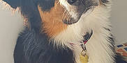 Aston participe au concours pour gagner de l'argent avec cette photo : animal, black, brown, collar, curious, cute, dog, ears, face, fluffy, fur, indoor, paw, pet, portrait, sitting, tag, whiskers, white, window