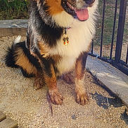 Aston a rejoint le concours — aidez-le/la à gagner de superbes lots ! animal, collar, companion, cute, dog, ears, face, fence, fur, gravel, greenery, happy, nature, outdoor, pet, sitting, sunlight, tongue_out, tricolor, wooden_deck