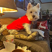 Duncan joined the competition — help win amazing prizes! dog, red_sweater, couch, pillow, lamp, framed_pictures, living_room, blanket, table, cup, jar, book, cozy, pet, fur, indoor, decor, curious, animal, home