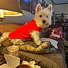 dog, red_sweater, couch, pillow, lamp, framed_pictures, living_room, blanket, table, cup, jar, book, cozy, pet, fur, indoor, decor, curious, animal, home