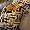 dog, chihuahua, small_dog, tan_fur, puppy, lying_down, curled_up, relaxed, alert, brown_eyes, pointed_ears, short_hair, couch, sofa, cushion, blanket, indoor, living_room, cozy, pet
