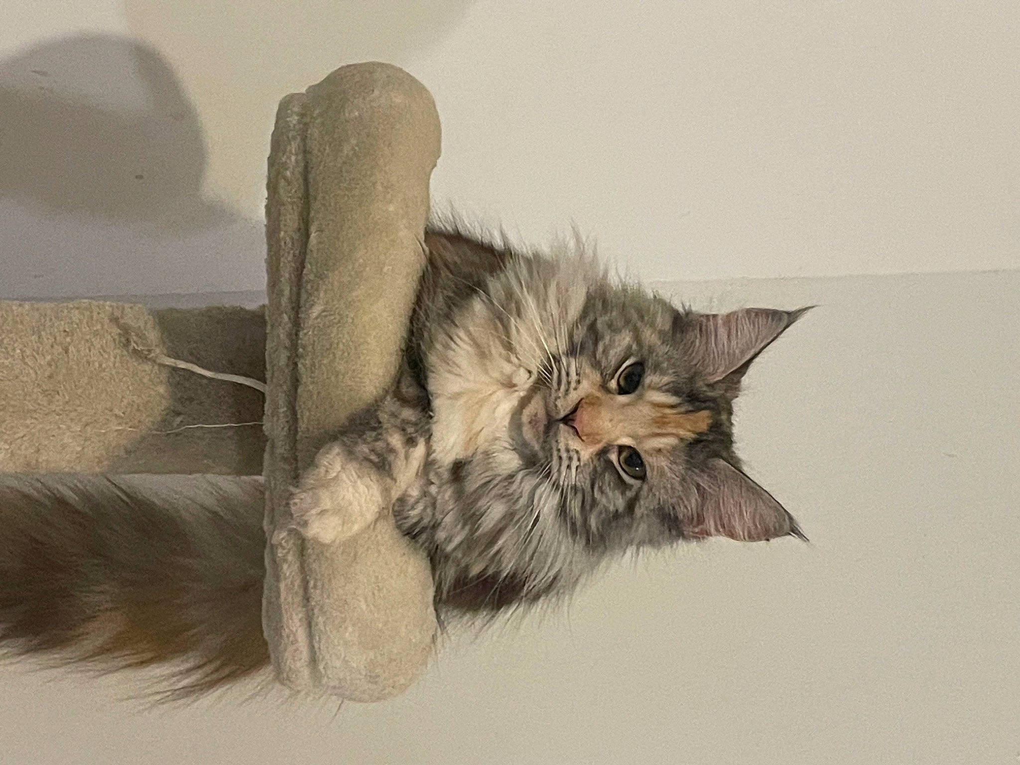 Twixy a rejoint le concours — aidez-le/la à gagner de superbes lots ! art, carnivore, cat, claw, comfort, domestic_short_haired_cat, drawing, felidae, fur, gesture, illustration, monochrome, paw, small_to_medium_sized_cats, snout, tail, whiskers