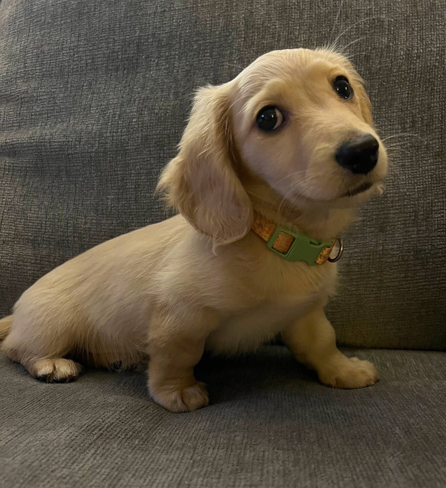 Lucy joined the competition — help win amazing prizes! canidae, carnivore, circle, collar, companion_dog, dog, dog_breed, dog_collar, ear, eye, fawn, fur, gun_dog, pet_supply, puppy, snout, sporting_group, whiskers, wood, working_animal