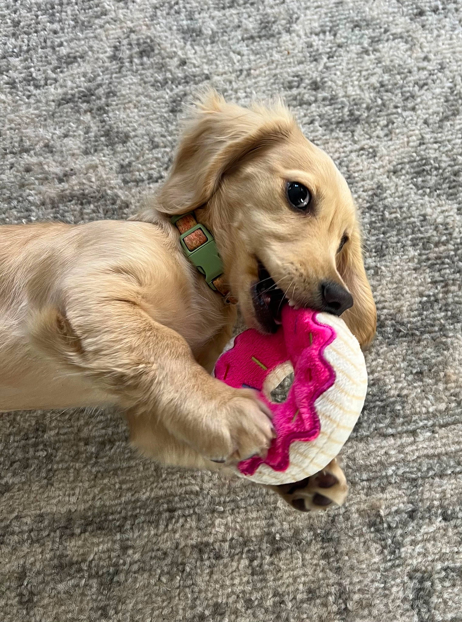 Lucy is registered to the contest to win money with this photo: canidae, carnivore, collar, companion_dog, dog, dog_breed, dog_collar, dog_supply, fawn, fur, happy, leash, liver, paw, pet_supply, retriever, snout, sporting_group, terrestrial_animal, working_animal