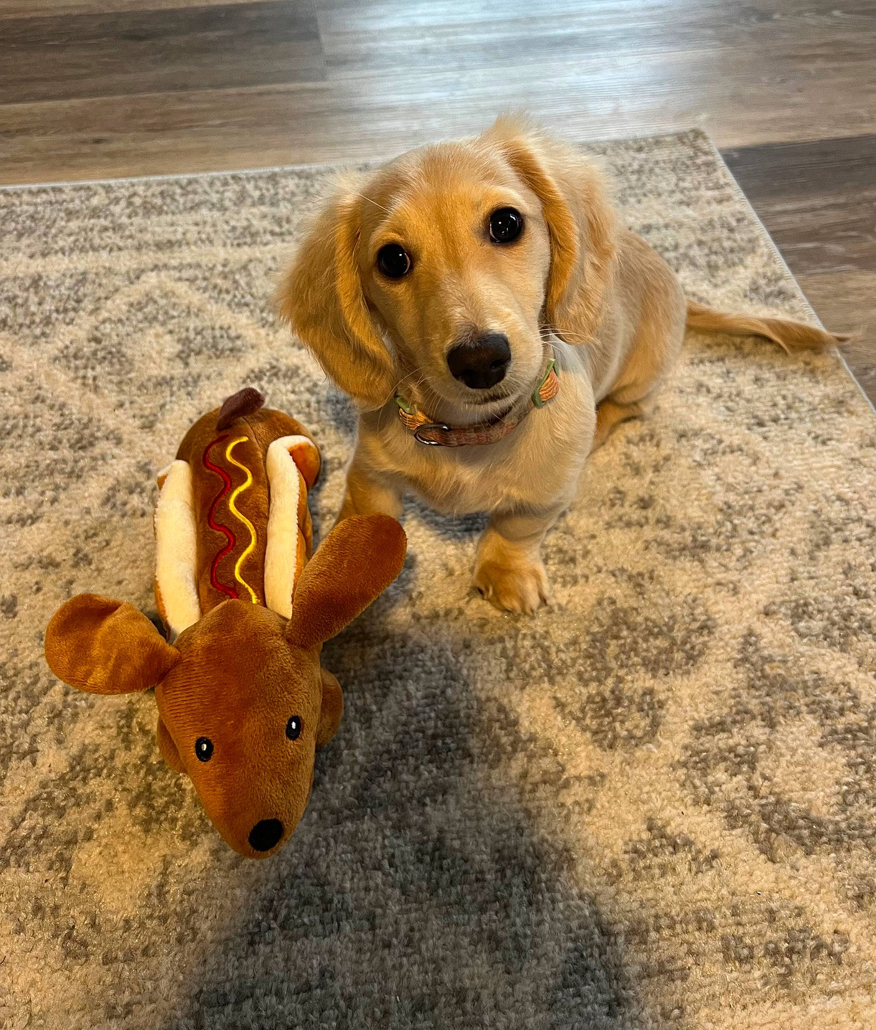 Lucy is registered to the contest to win money with this photo: canidae, carnivore, companion_dog, dog, dog_breed, dog_supply, fawn, flooring, fur, paw, pet_supply, snout, sporting_group, stuffed_toy, tail, terrestrial_animal, toy, whiskers, wood, working_animal