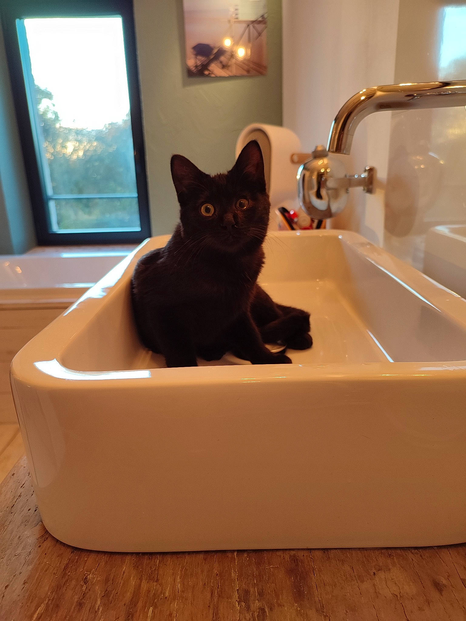 Brindille a rejoint le concours — aidez-le/la à gagner de superbes lots ! bathroom, bathroom_sink, bombay, brown, carnivore, cat, felidae, floor, flooring, interior_design, pet_supply, plumbing, plumbing_fixture, sink, small_to_medium_sized_cats, snout, tap, whiskers, window, wood
