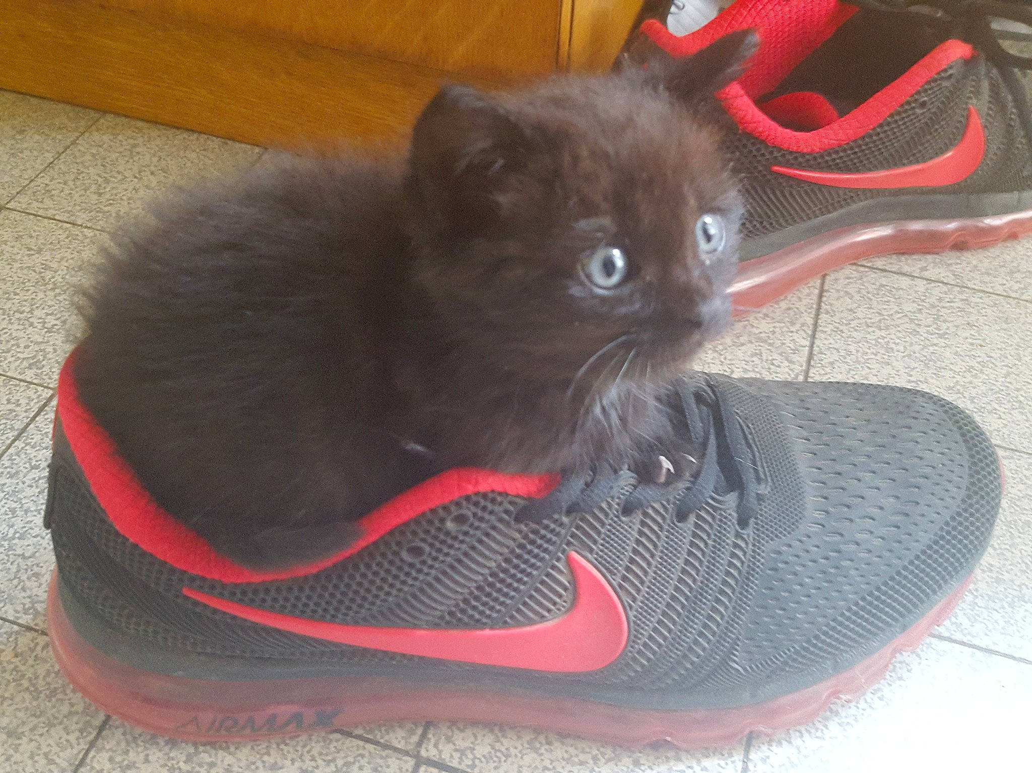 Gohan participe au concours pour gagner de l'argent avec cette photo : athletic_shoe, black, british_shorthair, carnivore, cat, chartreux, fawn, felidae, footwear, kitten, korat, outdoor_shoe, russian_blue, shoe, small_to_medium_sized_cats, sneakers, walking_shoe, whiskers