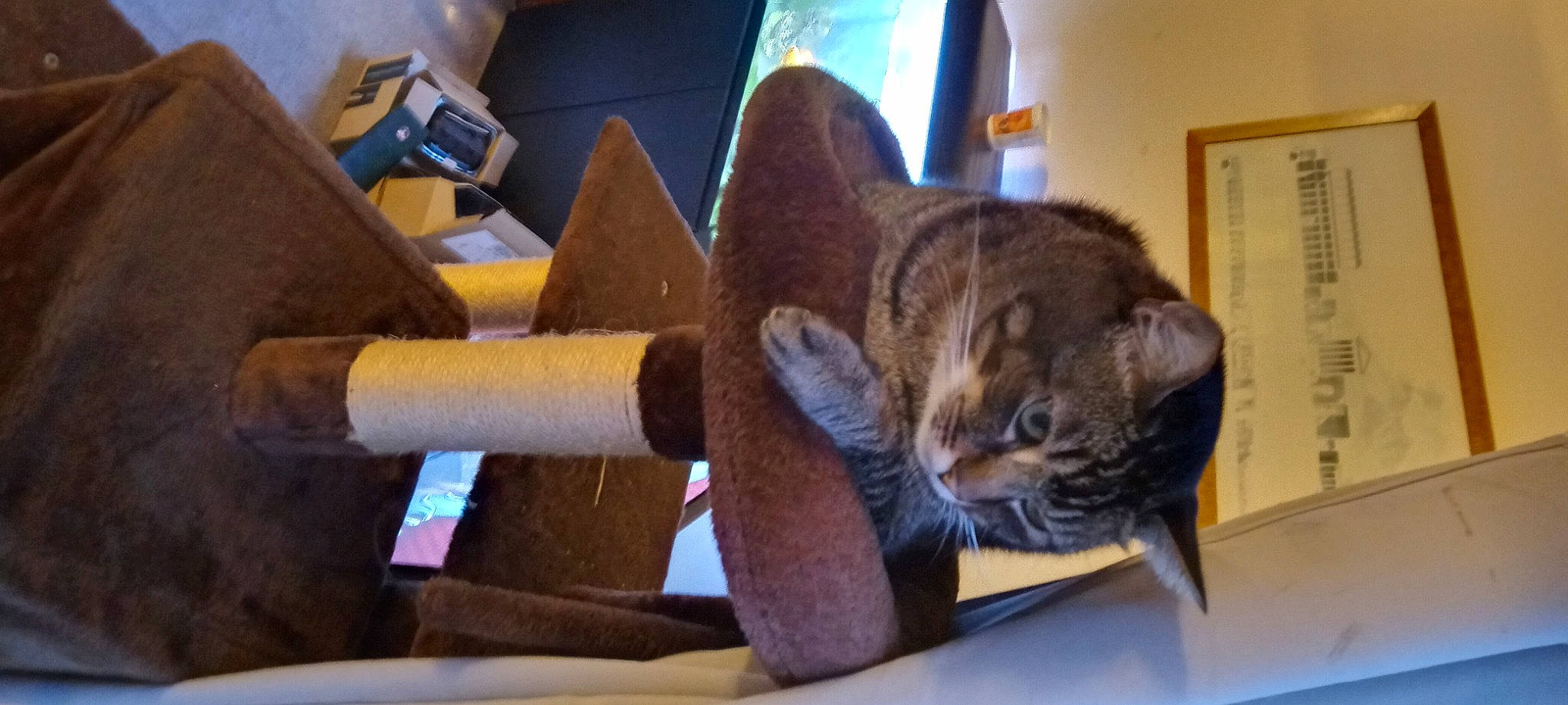 Cornelius is registered to the contest to win money with this photo: carnivore, cat, cat_supply, comfort, domestic_short_haired_cat, felidae, fur, hardwood, picture_frame, room, small_to_medium_sized_cats, spinning, terrestrial_animal, whiskers, window, wood