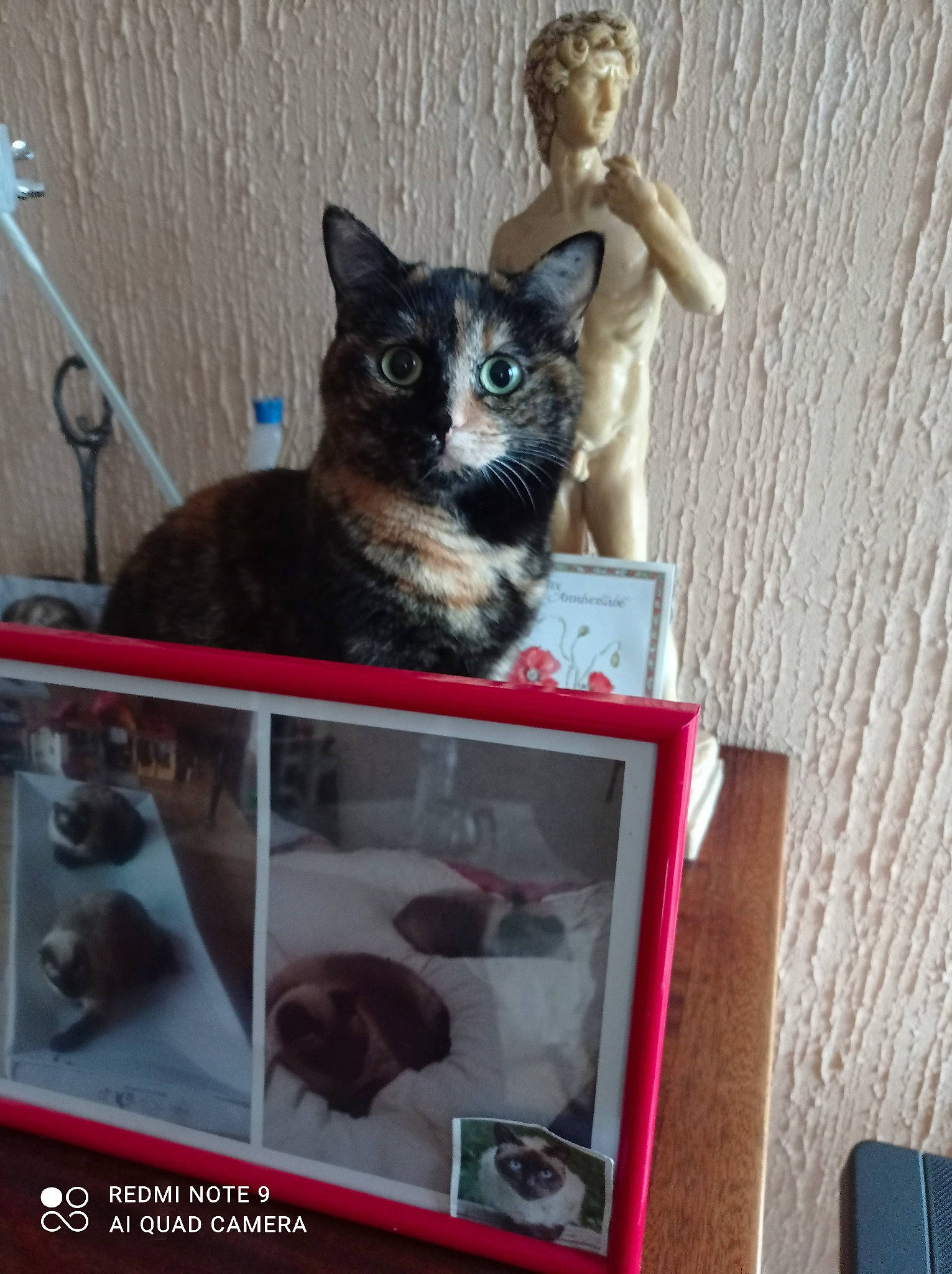 Scarlett participe au concours pour gagner de l'argent avec cette photo : art, carnivore, cat, cat_supply, domestic_short_haired_cat, fawn, felidae, fur, pet_supply, room, sculpture, shelf, shelving, small_to_medium_sized_cats, tail, toy, visual_arts, whiskers, window