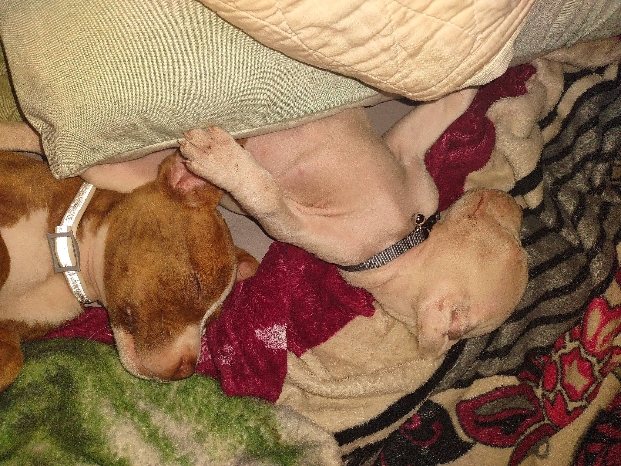 Max joined the competition — help win amazing prizes! abdomen, carnivore, chest, comfort, companion_dog, dog, dog_breed, fawn, flesh, fur, linens, liver, mammal, nap, pattern, sleep, trunk, vertebrate, wood, working_animal