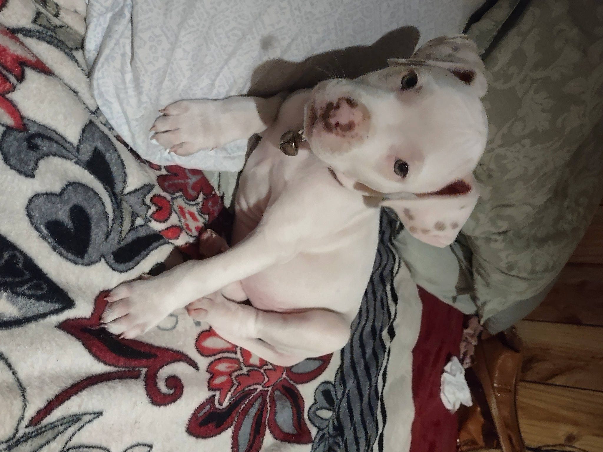 Max joined the competition — help win amazing prizes! canidae, carmine, carnivore, chest, companion_dog, dog, dog_breed, fawn, flesh, fur, linens, organ, pattern, sporting_group, t_shirt, tattoo, trunk, vertebrate, visual_arts, whiskers