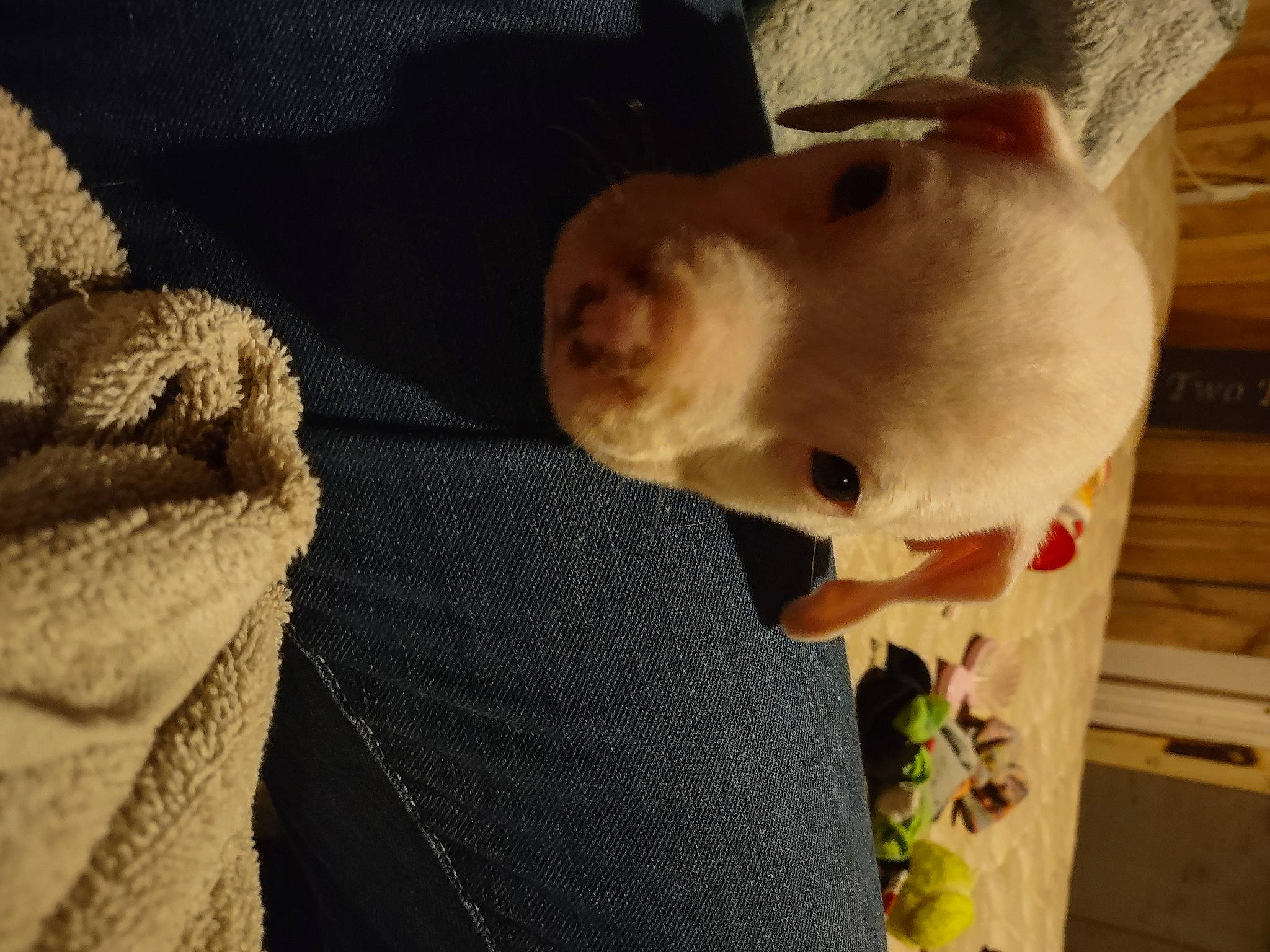 Max joined the competition — help win amazing prizes! canidae, carnivore, cockatoo, companion_dog, dog, dog_breed, eye, fawn, felidae, fur, mammal, snout, sporting_group, stuffed_toy, tail, toy, vertebrate, whiskers, wood, woolen