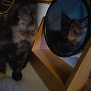 Pita joined the competition — help win amazing prizes! kitten, cat, reflection, mirror, wood, feline, curious, indoor, closeup, pet, animal, tortoiseshell, face, looking, young, cozy, soft_light, wooden_frame, domestic, cute