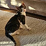 cat, kitten, indoor, carpet, couch, sunlight, shadow, pet, animal, curious, feline, young, whiskers, ears, tail, texture, floor, cozy, domestic, home
