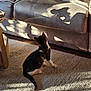kitten, cat, shadow, couch, rug, sunlight, indoor, person, relaxing, curious, pet, home, cozy, animal, furniture, floor, light, shadow_puppet, casual, domestic