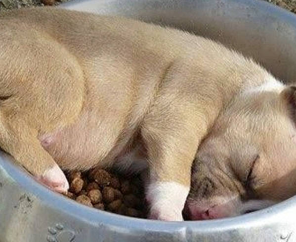 Sir-boo is registered to the contest to win money with this photo: canidae, carnivore, comfort, dog_breed, fawn, felidae, flesh, fur, marine_mammal, nap, paw, sleep, snout, sporting_group, terrestrial_animal, wildlife, wrinkle, zoo