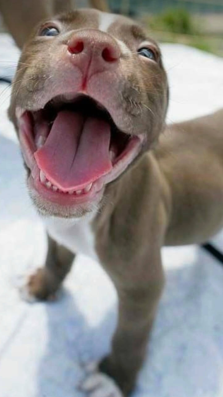 Sir-boo is registered to the contest to win money with this photo: canidae, carnivore, collar, companion_dog, dog, dog_breed, dog_collar, fang, fawn, fur, jaw, leash, liver, snout, sporting_group, terrestrial_animal, whiskers, working_animal, working_dog, yawn