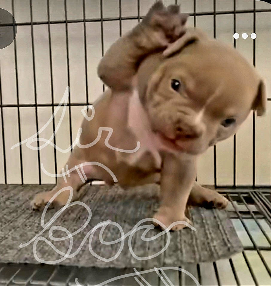 Sir-boo joined the competition — help win amazing prizes! art, domestic_pig, fawn, fence, figurine, floor, flooring, foot, livestock, mesh, metal, non_sporting_group, piggy_bank, saving, snout, suidae, terrestrial_animal, toy, wood, working_animal