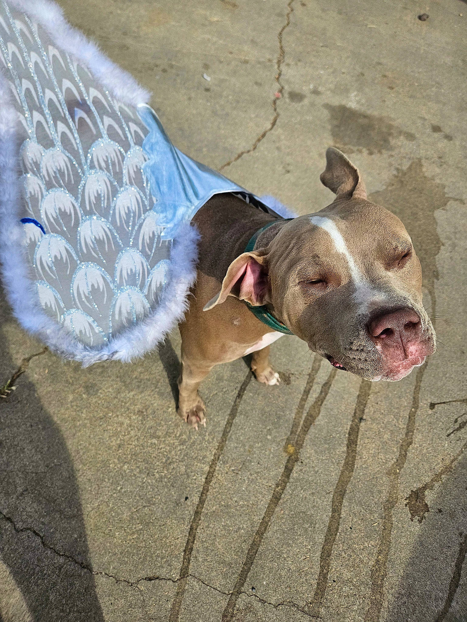 Sir-boo is registered to the contest to win money with this photo: art, carnivore, collar, companion_dog, concrete, dog, dog_breed, dog_collar, dog_supply, leash, liver, mammal, pet_supply, road_surface, sidewalk, snout, street_dog, vertebrate, working_animal, wrinkle