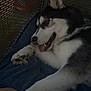 Nexus participe au concours pour gagner de l'argent avec cette photo : animal, black_and_white, blanket, cage, canine, companion, cute, dog, domestic_animal, fur, husky, indoor, lying_down, mesh, paw, pet, relaxed, resting, sleepy, tongue_out