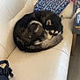 Nexus a rejoint le concours — aidez-le/la à gagner de superbes lots ! animal, backpack, blue_pillow, couch, cozy, curled_up, dog, floor, fur, home, husky, indoor, looking, pet, pillow, radiator, relaxed, resting, white_couch, wooden_floor