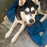 Nexus participe au concours pour gagner de l'argent avec cette photo : alert, animal, bed, black_and_white_fur, blue_bed, canine, collar, concrete_floor, dog, ears, fence, friendly, husky, laying_down, outdoor, paw_print, pet, pet_bed, resting, tongue