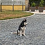 animal, calm, collar, dog, driveway, fence, garden, grass, gravel, landscape, nature, outdoor, pet, potted_plants, siberian_husky, sitting, sky, stone_pillar, sunset, trees