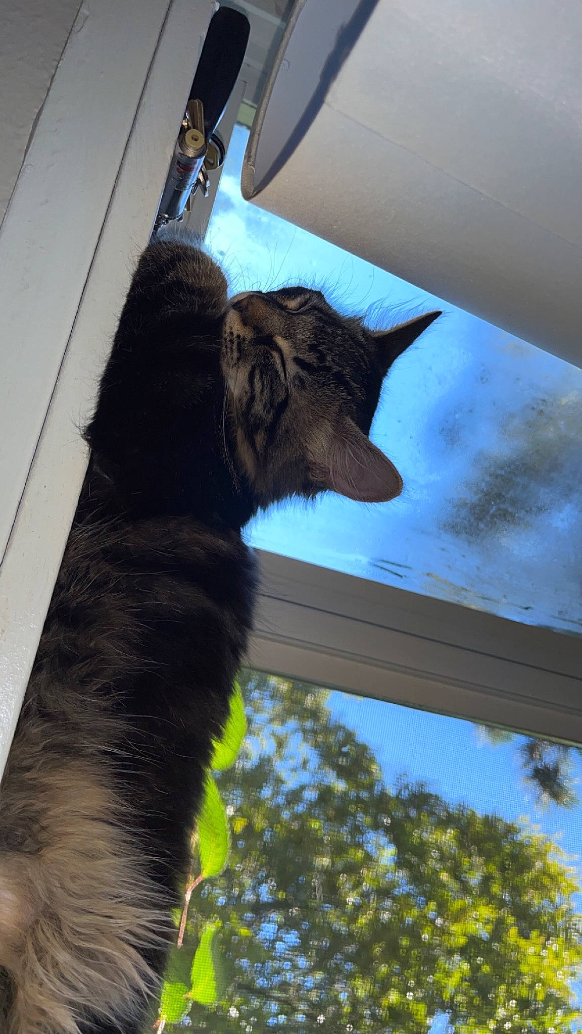 Paz joined the competition — help win amazing prizes! black_cat, carnivore, cat, claw, dog_breed, domestic_short_haired_cat, felidae, fur, plant, shadow, sky, small_to_medium_sized_cats, snout, tail, terrestrial_animal, tints_and_shades, tree, twig, whiskers, window