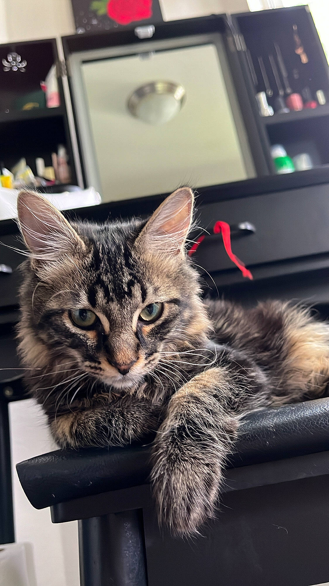 Paz joined the competition — help win amazing prizes! art, carnivore, cat, claw, domestic_short_haired_cat, felidae, fur, home_appliance, kitchen_appliance, paw, sitting, small_to_medium_sized_cats, snout, tail, whiskers, window