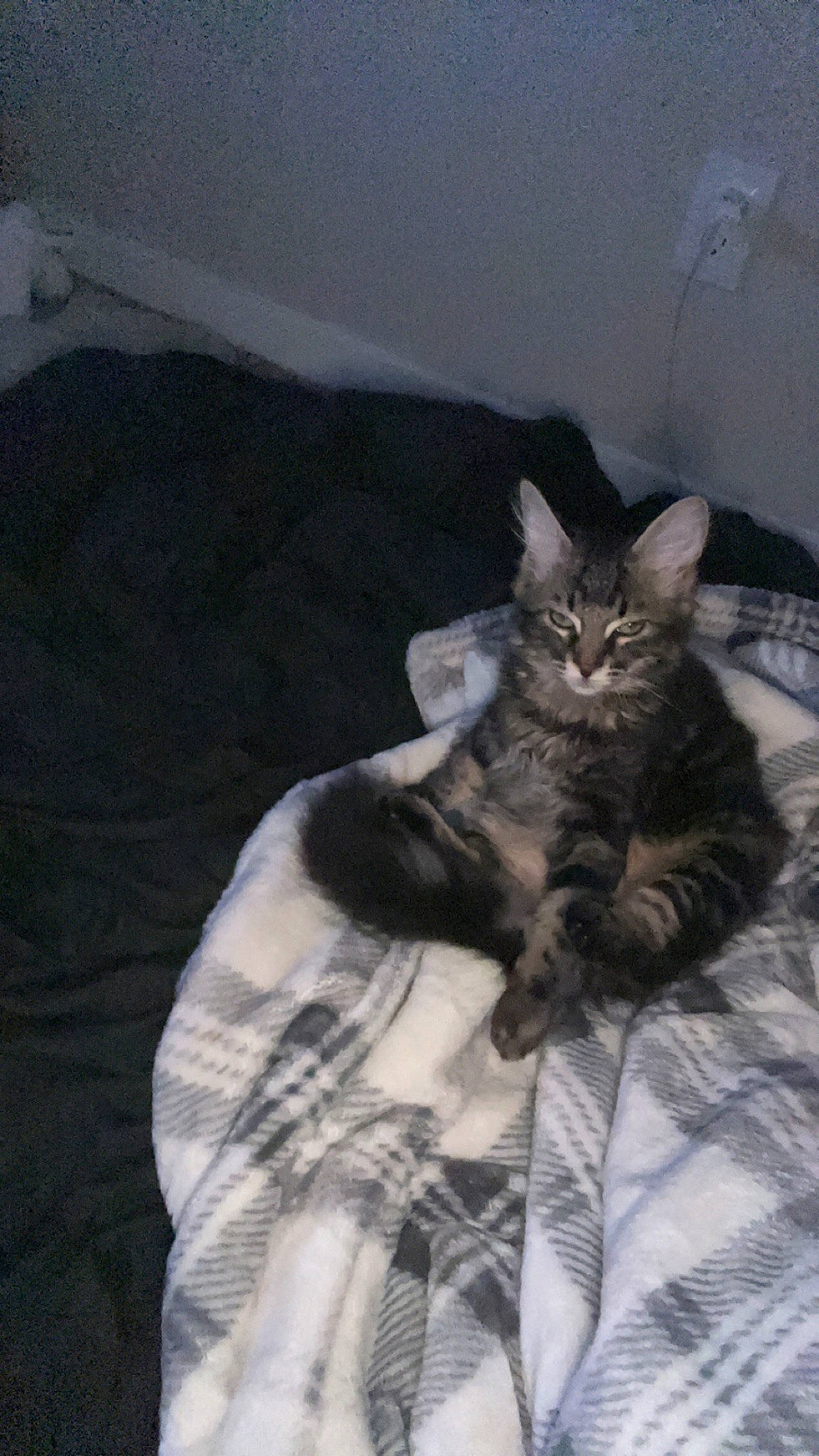 Paz is registered to the contest to win money with this photo: bed, bedding, carnivore, cat, claw, comfort, domestic_short_haired_cat, felidae, fur, grey, linens, nap, room, sitting, small_to_medium_sized_cats, tail, whiskers