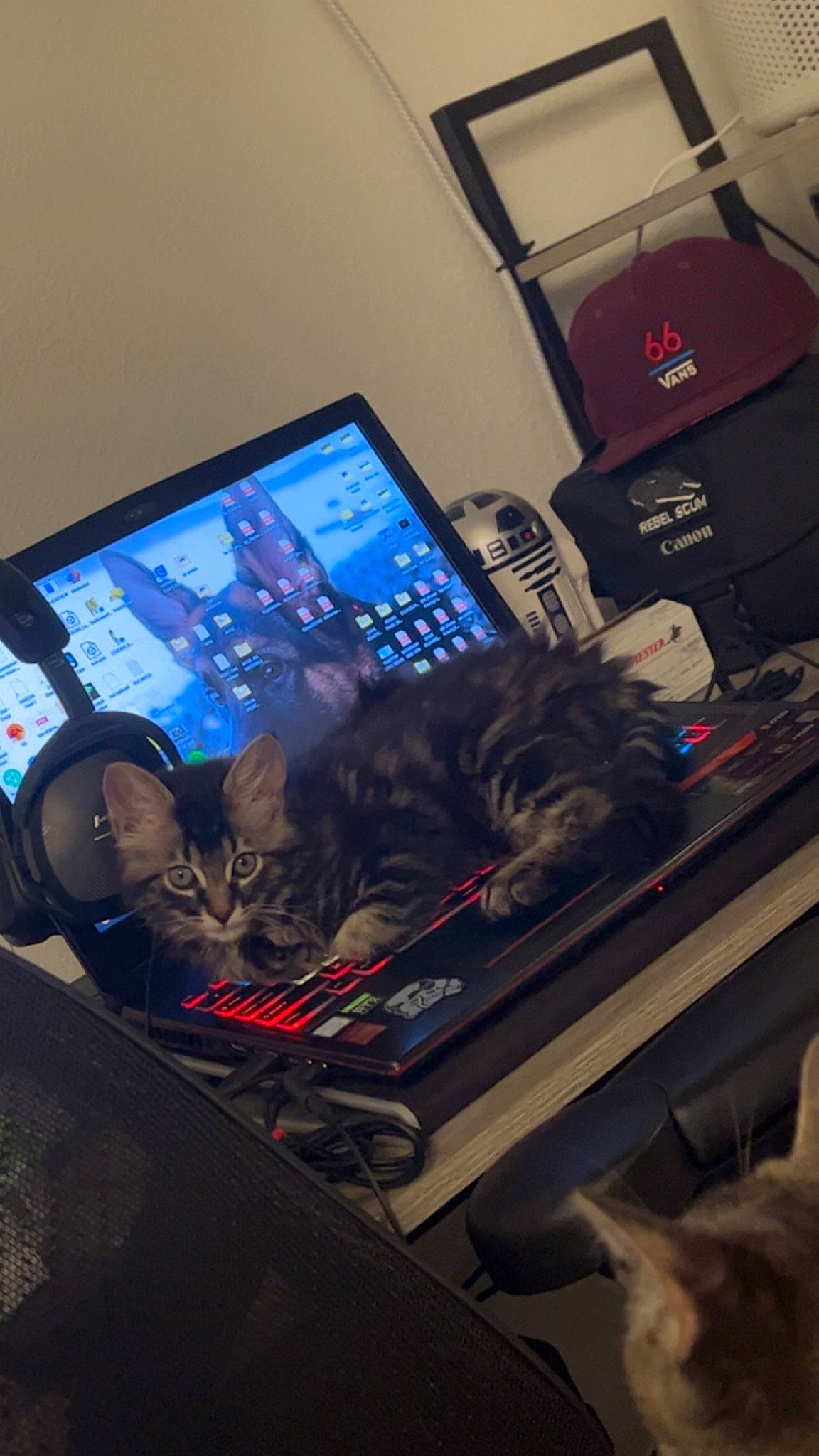 Paz is registered to the contest to win money with this photo: audio_equipment, carnivore, cat, computer, computer_hardware, computer_keyboard, computer_monitor, desk, desktop_computer, electronic_device, felidae, gadget, input_device, laptop, netbook, peripheral, personal_computer, small_to_medium_sized_cats, technology, whiskers