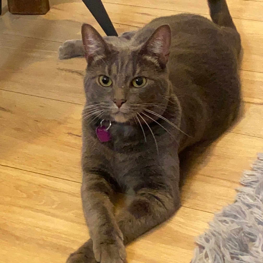 Gucci a rejoint le concours — aidez-le/la à gagner de superbes lots ! abyssinian, accessories, animal, architecture, cat, couch, furniture, hardwood, homedecor, indoors, interiordesign, kitten, leash, manx, pet, plywood, slate, stainedwood, strap, wood