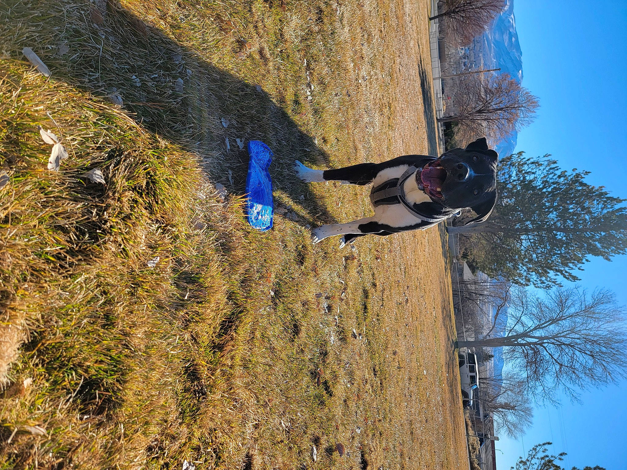 Rascal is registered to the contest to win money with this photo: adventure, azure, bedrock, biome, branch, electric_blue, grass, landscape, leaf, leisure, people_in_nature, plant, recreation, sky, slope, soil, sport_climbing, tree, trunk, wood