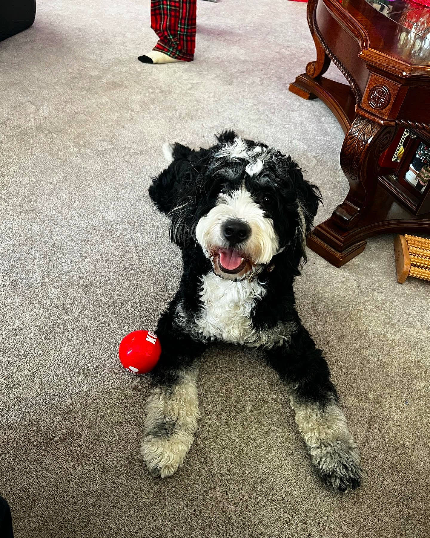 Falco joined the competition — help win amazing prizes! canidae, carnivore, collar, companion_dog, dog, dog_breed, dog_collar, dog_supply, flooring, fur, labradoodle, plaid, small_terrier, snout, sporting_group, tartan, terrier, toy_dog, water_dog, working_animal