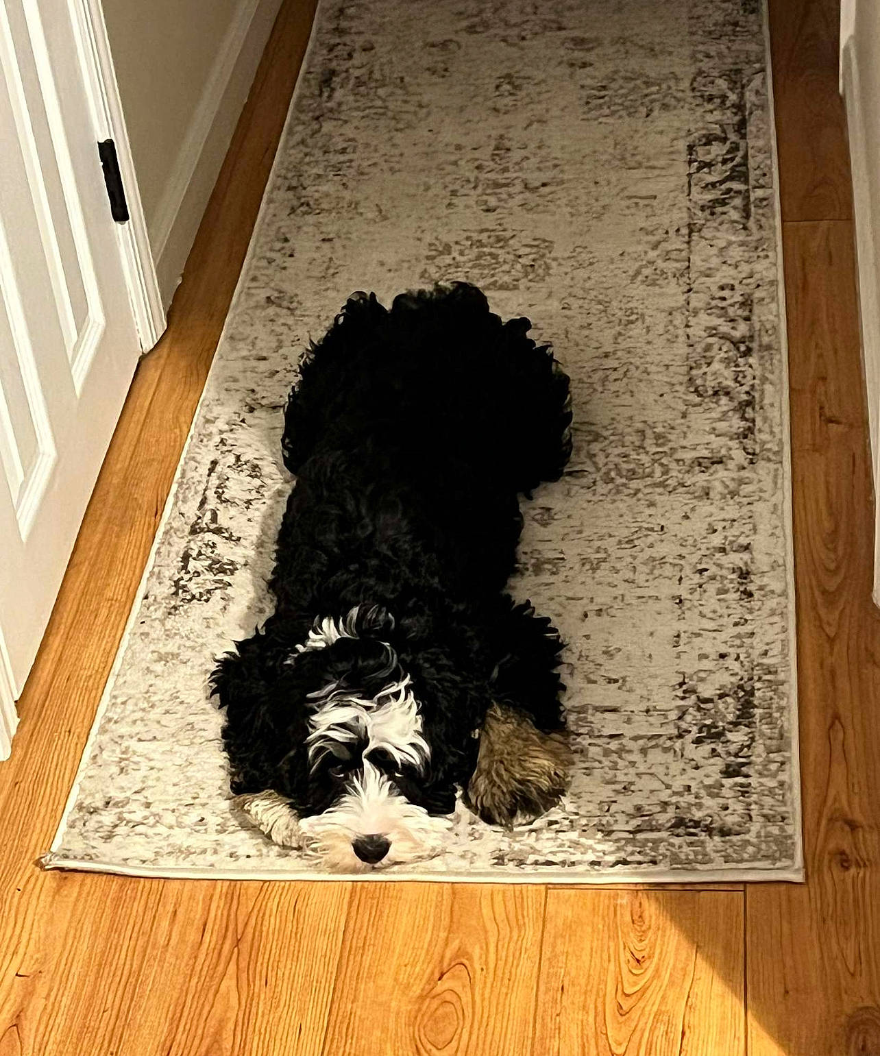 Falco is registered to the contest to win money with this photo: art, black, brown, carnivore, companion_dog, dog, dog_breed, door, floor, flooring, font, hardwood, painting, rectangle, snout, tints_and_shades, wall, water_dog, white, wood