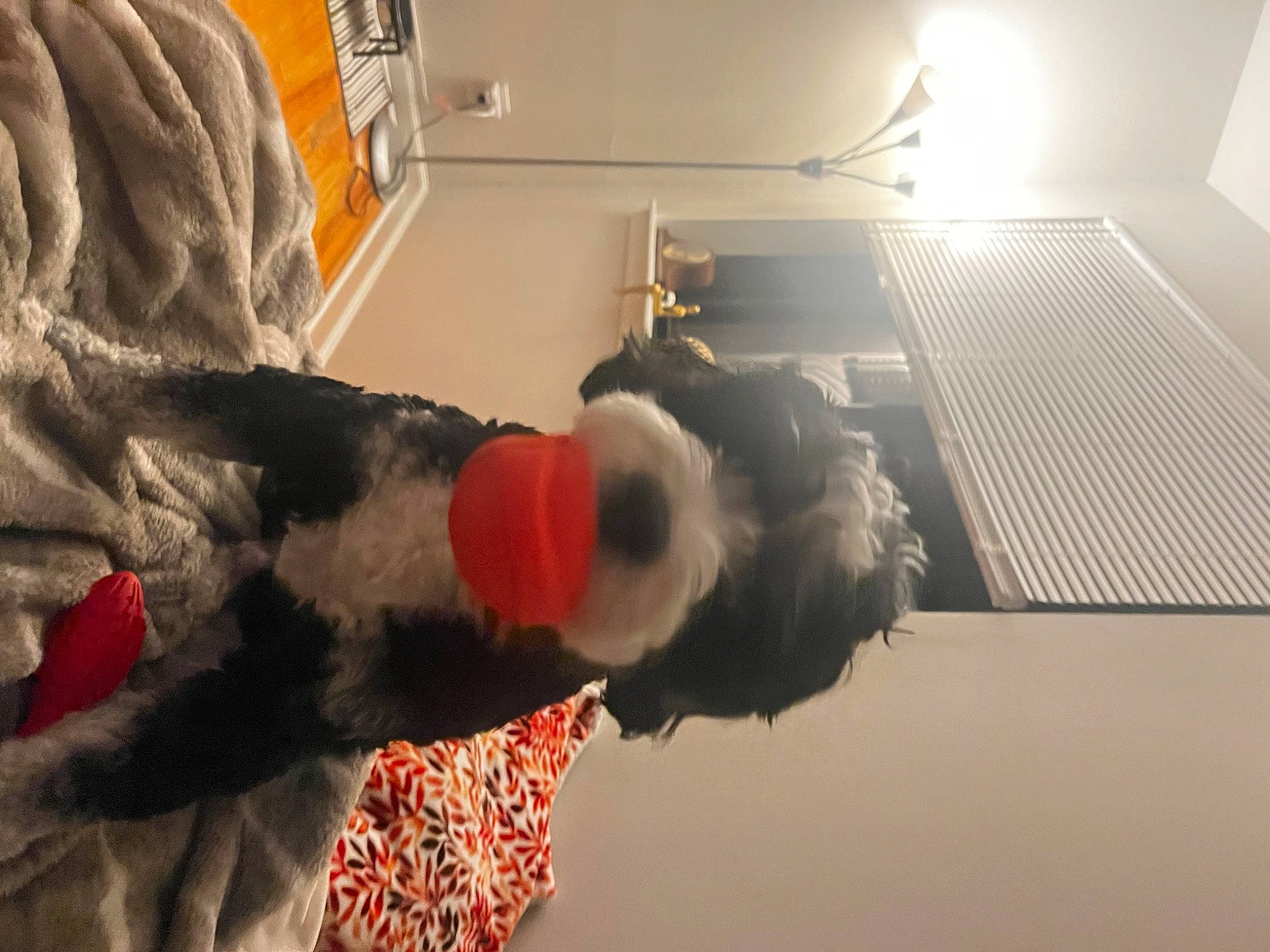 Falco joined the competition — help win amazing prizes! carmine, costume, event, flooring, fun, fur, fur_clothing, mascot, pattern, plush, room, sleeve, stuffed_toy, toy, tree, wool