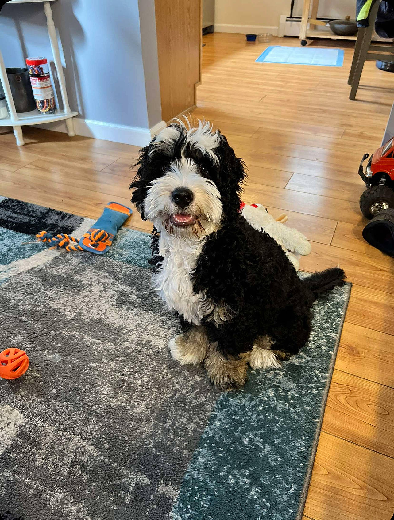 Falco is registered to the contest to win money with this photo: bag, canidae, carnivore, companion_dog, dog, dog_breed, floor, flooring, fur, hardwood, luggage_and_bags, maltepoo, shih_poo, small_terrier, snout, terrier, toy_dog, water_dog, wood, working_animal