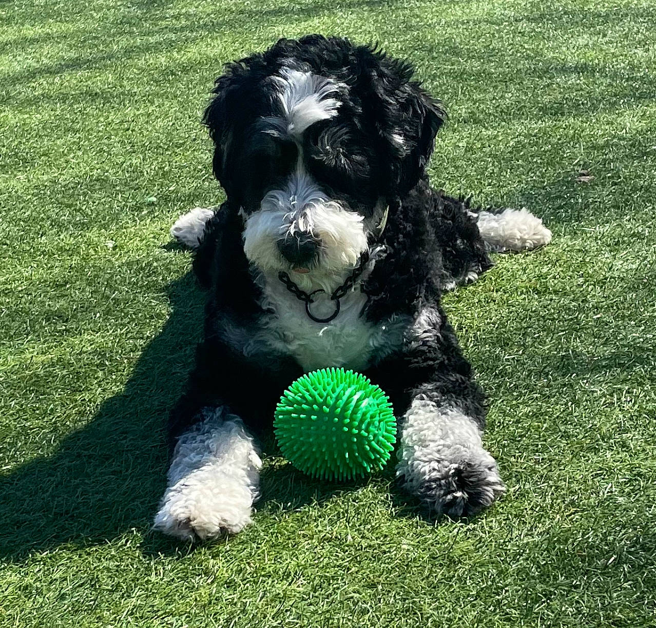 Falco joined the competition — help win amazing prizes! ball, carnivore, companion_dog, dog, dog_breed, dog_supply, dog_toy, grass, grassland, groundcover, lawn, non_sporting_group, shrub, sporting_group, tail, tennis_ball, terrestrial_animal, terrier, toy_dog, water_dog