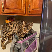 Gabriel joined the competition — help win amazing prizes! animal, appliance, bag, cat, countertop, curious, domestic_cat, exploring, feline, fur_pattern, handle, household, indoor, kitchen, looking, pet, spotted_cat, standing, wooden_cabinets, zipper
