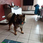 Tao a rejoint le concours — aidez-le/la à gagner de superbes lots ! dog, living_room, tile_floor, toy, furniture, television, coat, mat, home_interior, pet, brown_dog, black_dog, standing, indoor, cabinet, window, play_mat, leisure, house, animal