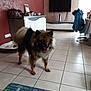 dog, living_room, tile_floor, toy, furniture, television, coat, mat, home_interior, pet, brown_dog, black_dog, standing, indoor, cabinet, window, play_mat, leisure, house, animal