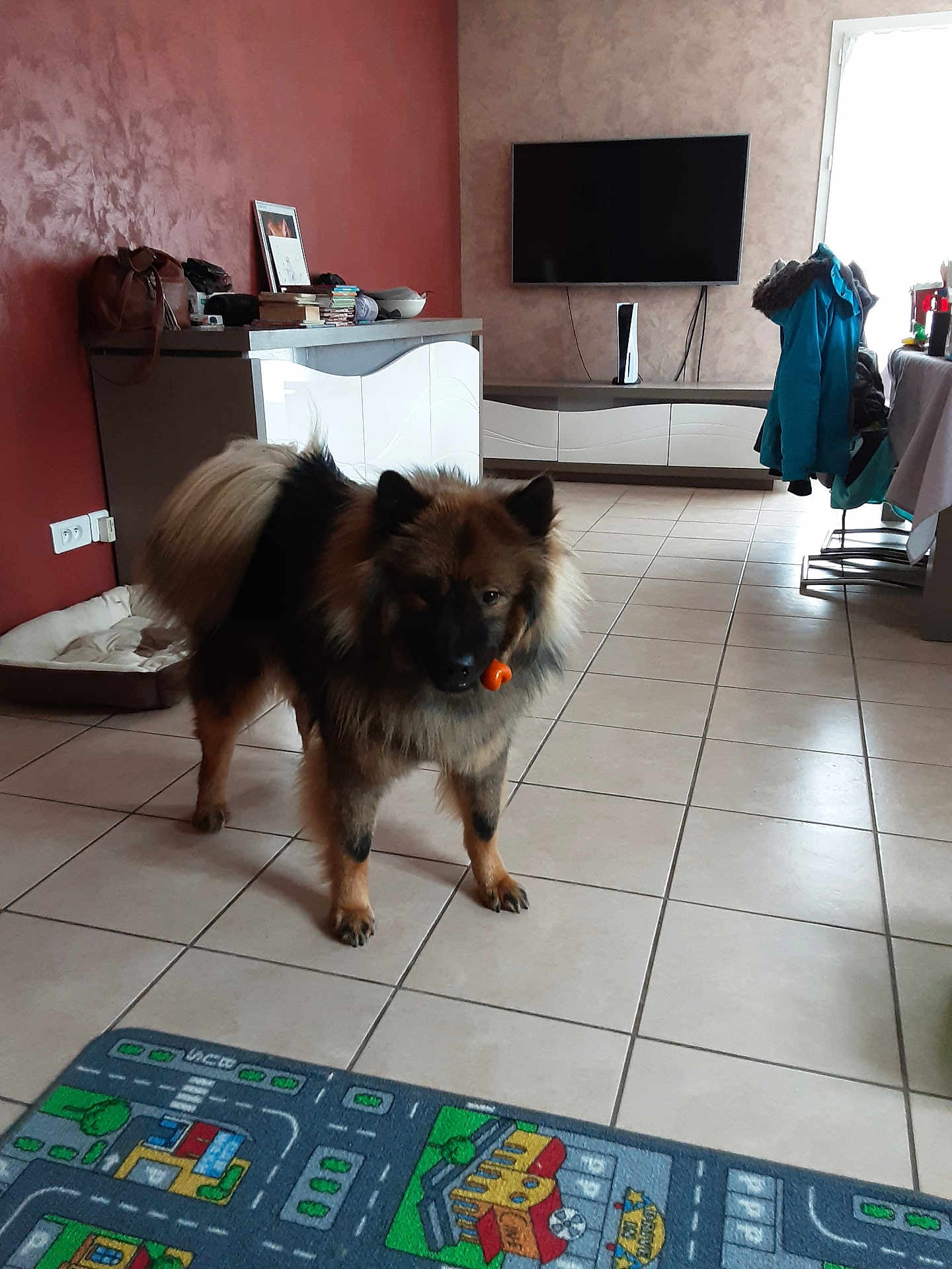 Tao a rejoint le concours — aidez-le/la à gagner de superbes lots ! dog, living_room, tile_floor, toy, furniture, television, coat, mat, home_interior, pet, brown_dog, black_dog, standing, indoor, cabinet, window, play_mat, leisure, house, animal
