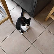 Annie participe au concours pour gagner de l'argent avec cette photo : cat, black_and_white, tiled_floor, kitchen, chair, cabinet, pet, animal, indoor, looking_up, curious, feline, whiskers, tail, yellow_eyes, fur, domestic, floor, wooden_furniture, home