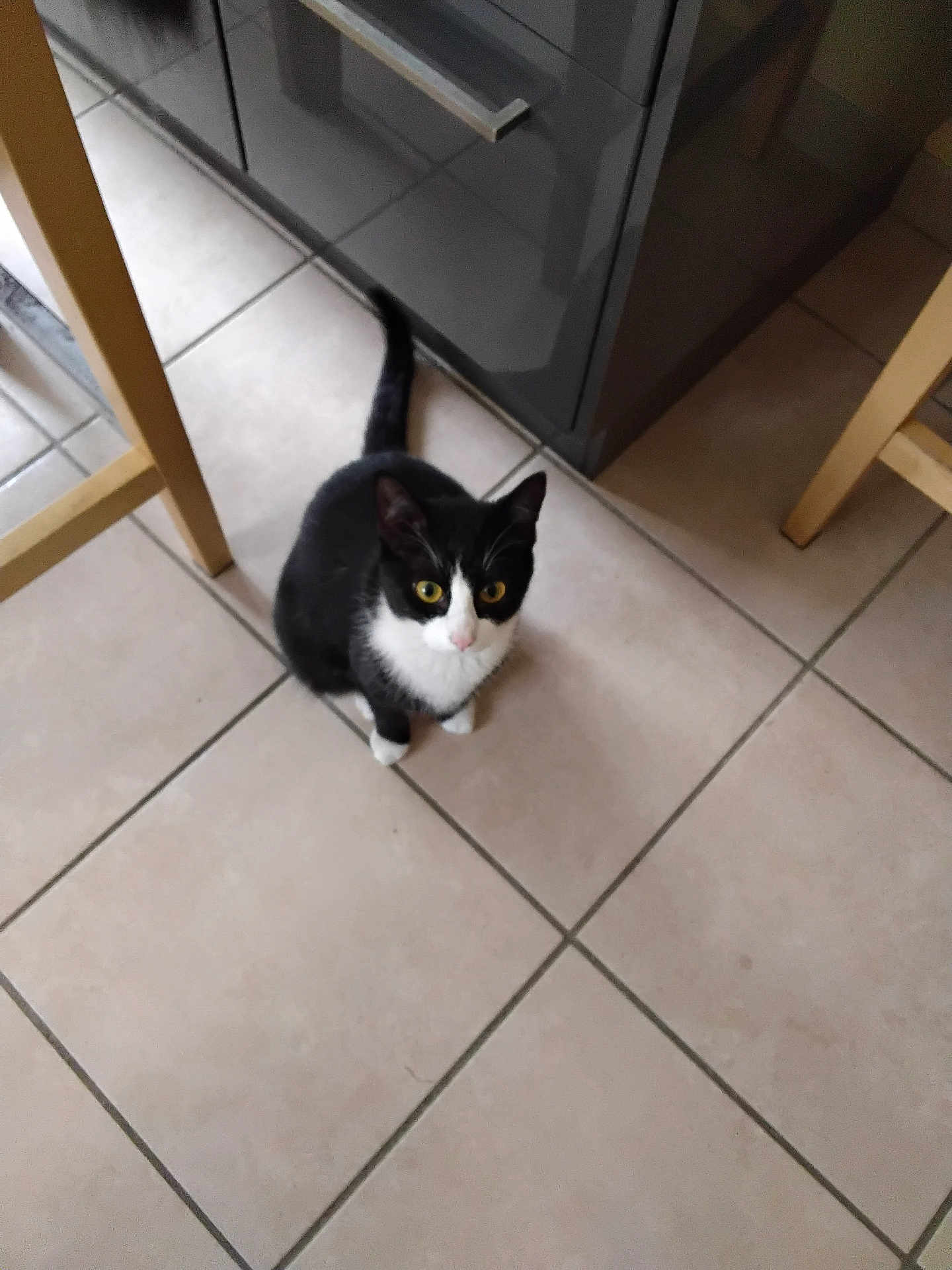 Annie participe au concours pour gagner de l'argent avec cette photo : cat, black_and_white, tiled_floor, kitchen, chair, cabinet, pet, animal, indoor, looking_up, curious, feline, whiskers, tail, yellow_eyes, fur, domestic, floor, wooden_furniture, home