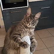 Siby a rejoint le concours — aidez-le/la à gagner de superbes lots ! cat, gray_tabby, kitten, paw, foot, sock, kitchen, oven, tile_floor, cabinet, domestic, pet, cute, feline, claw, curious, indoor, fur, whiskers, animal
