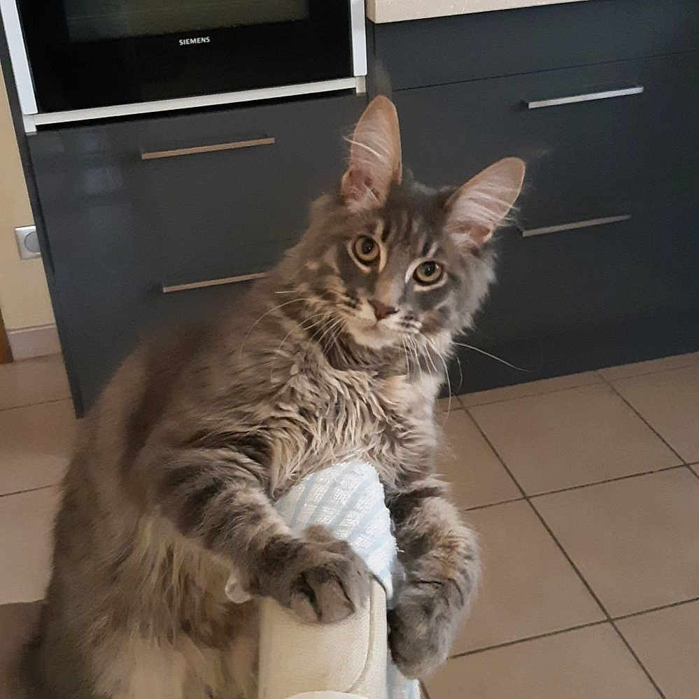 Siby a rejoint le concours — aidez-le/la à gagner de superbes lots ! animal, cabinet, cat, claw, curious, cute, domestic, feline, foot, fur, gray_tabby, indoor, kitchen, kitten, oven, paw, pet, sock, tile_floor, whiskers